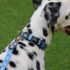 Bud & Billy Dog Collar (XXS-XL) - Counting  Sheep Collection, Blue & White