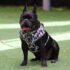 Bud & Billy Dog Harness Adjustable (XXS-XL) - Breathable Vest, Monochrome Collection, Classic Black & White Palette