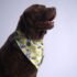 Bud & Billy Dog Bandana Handkerchiefs and Scarves (S, M, L) - Flamingo Collection, Yellow & White Stripes