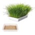 Trixie Cat Grass in Tray for Cats 100G